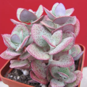 Crassula    cordata