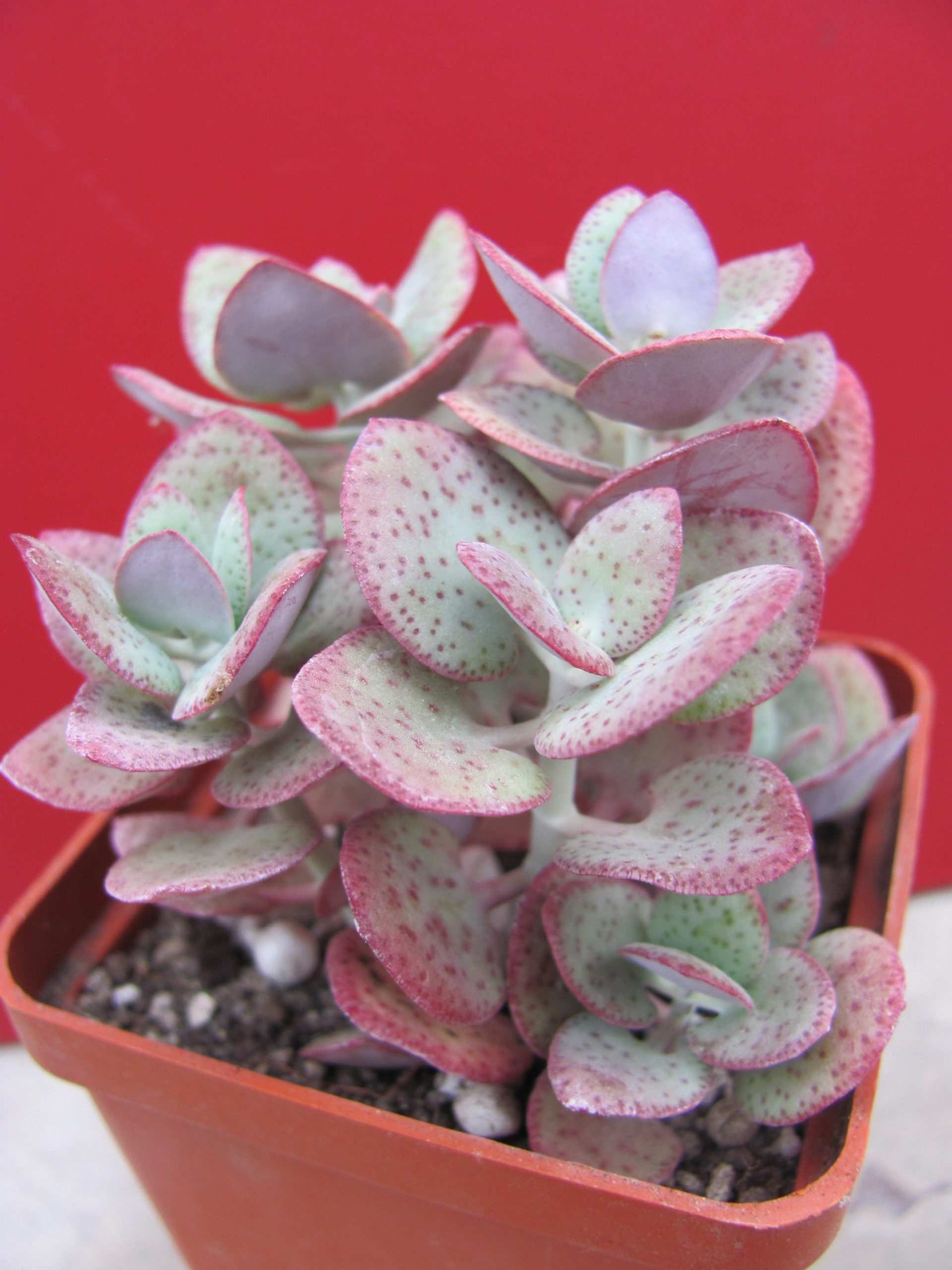 Crassula    cordata