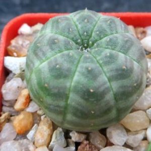 euphorbia obesa