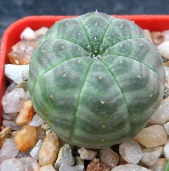 euphorbia obesa