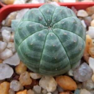 euphorbia obesa