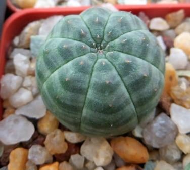 euphorbia obesa