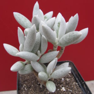 Senecio   haworthioides