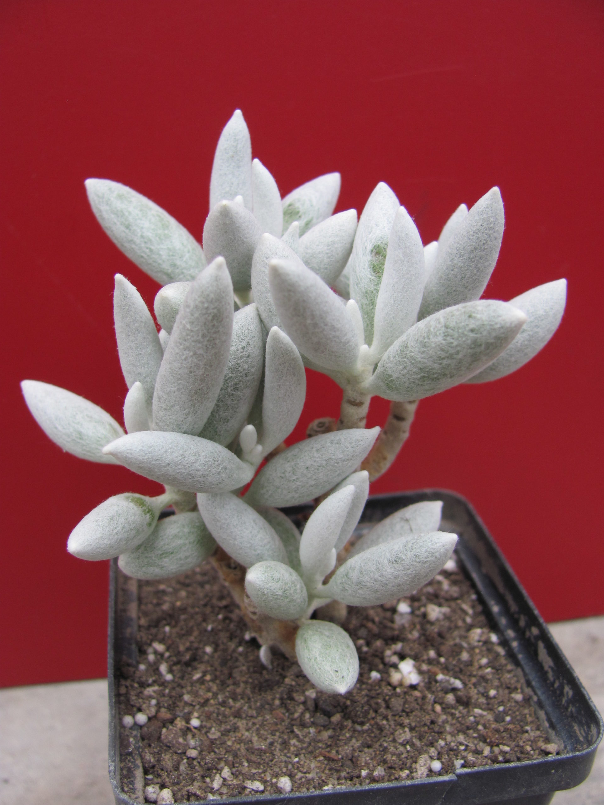 Senecio   haworthioides