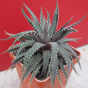Haworthia    attenuata    *Concolor*