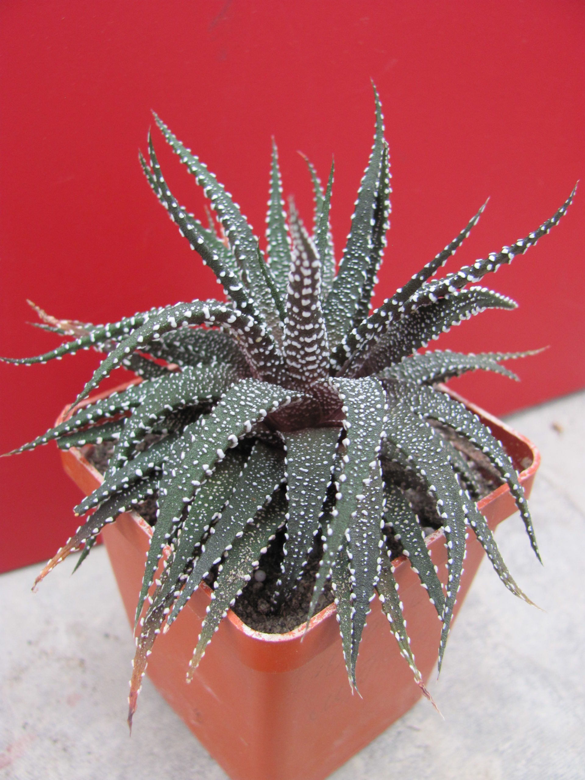 Haworthia    attenuata    *Concolor*