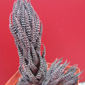 Haworthia   coarctata