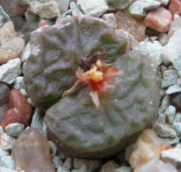 conophytum angelicae ssp tetragonum