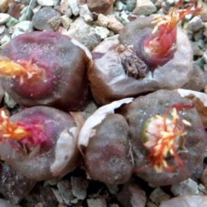 conophytum angelicae ssp tetragonum