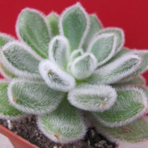 Echeveria     Doris   Taylor