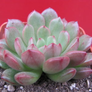 Echeveria   Bashful