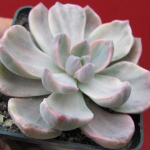 Echeveria    mrs.   Richards   variegata
