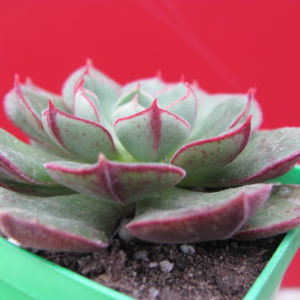 Echeveria    Joan   Daniel