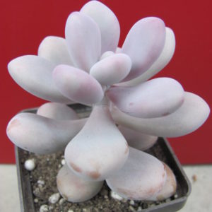 Pachyphytum   Pink