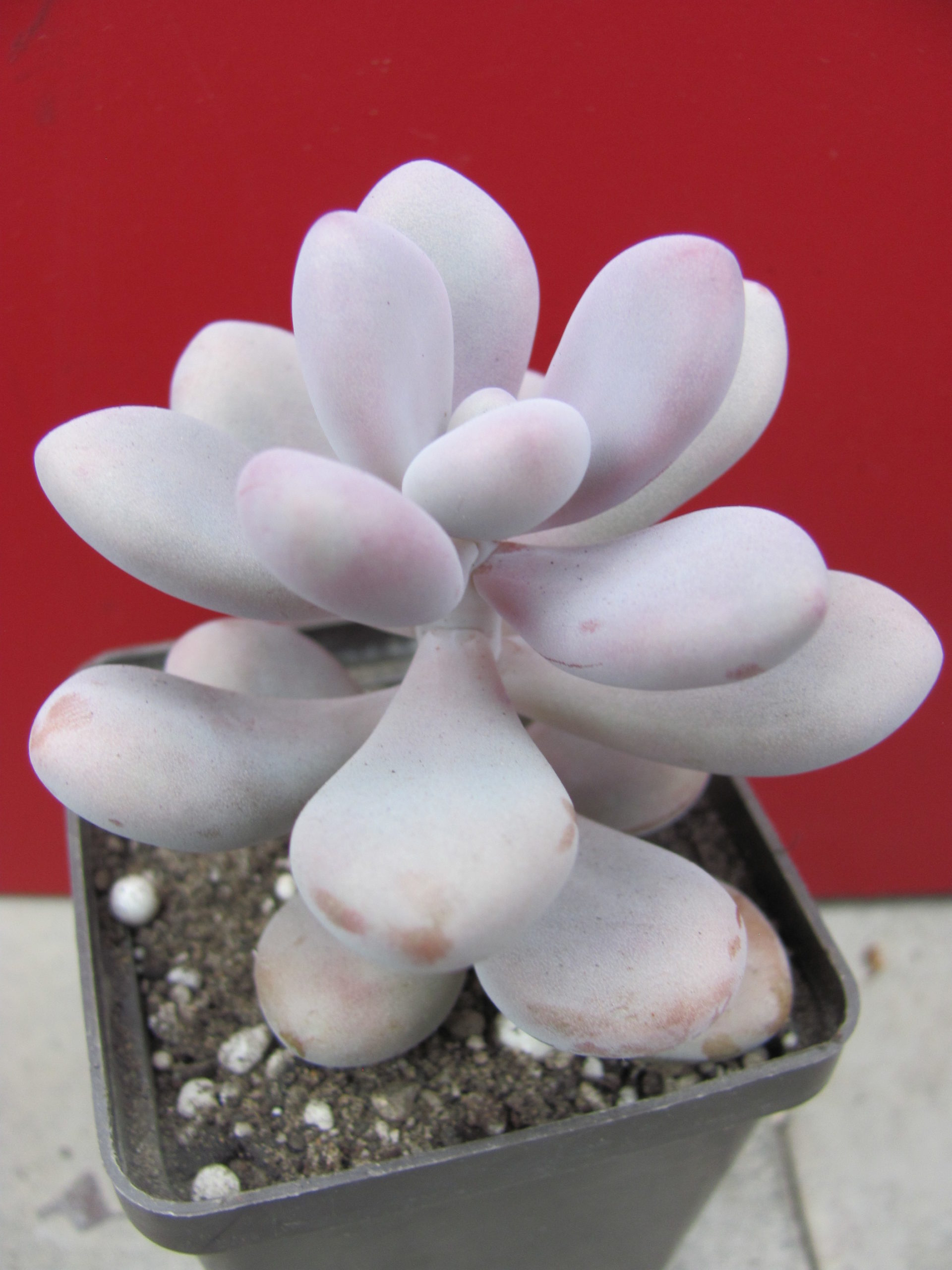 Pachyphytum Pink