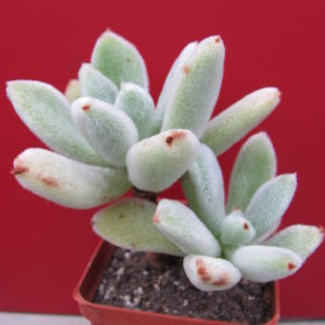 Echeveria    Leucotricha