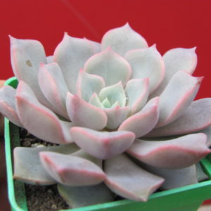 Echeveria     hybr.    #29
