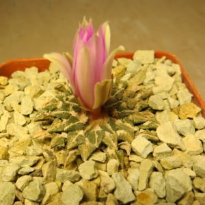 ariocarpus kotschoubeyanus pink flowers own root