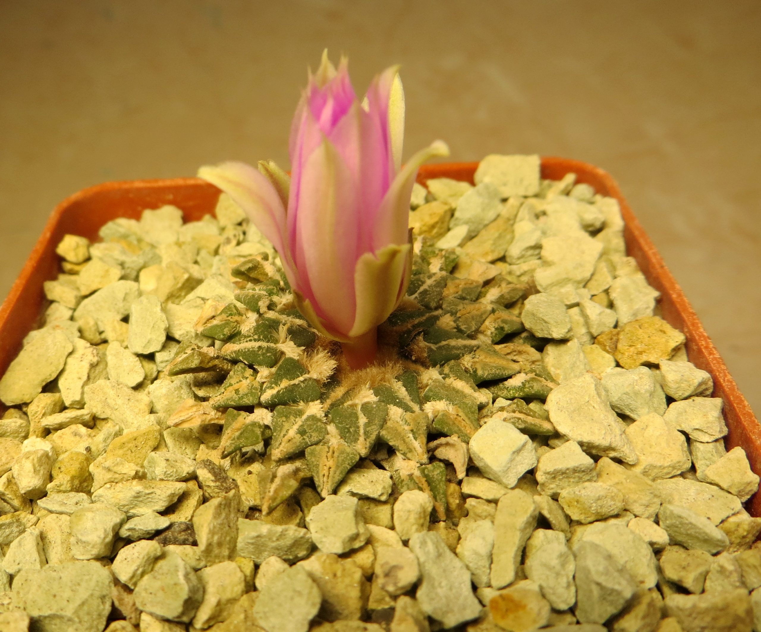 ariocarpus kotschoubeyanus pink flowers own root