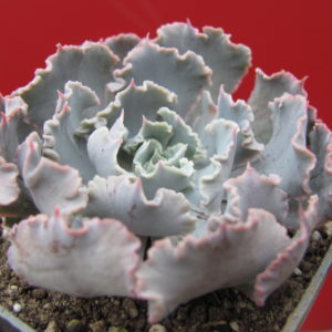 Echeveria     *Curly   Pearl*