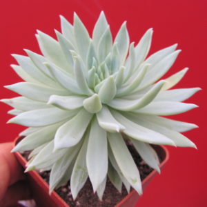 Dudleya     farinosa