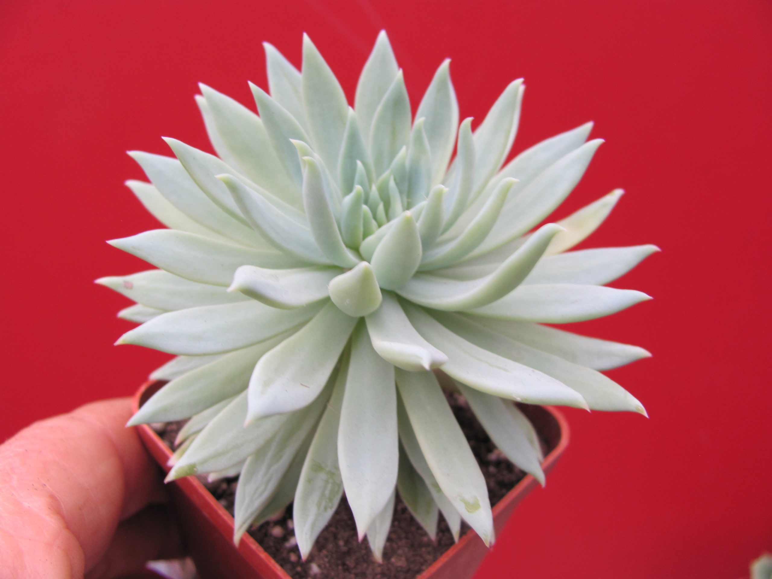 Dudleya farinosa