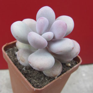 Pachyphytum   Pink