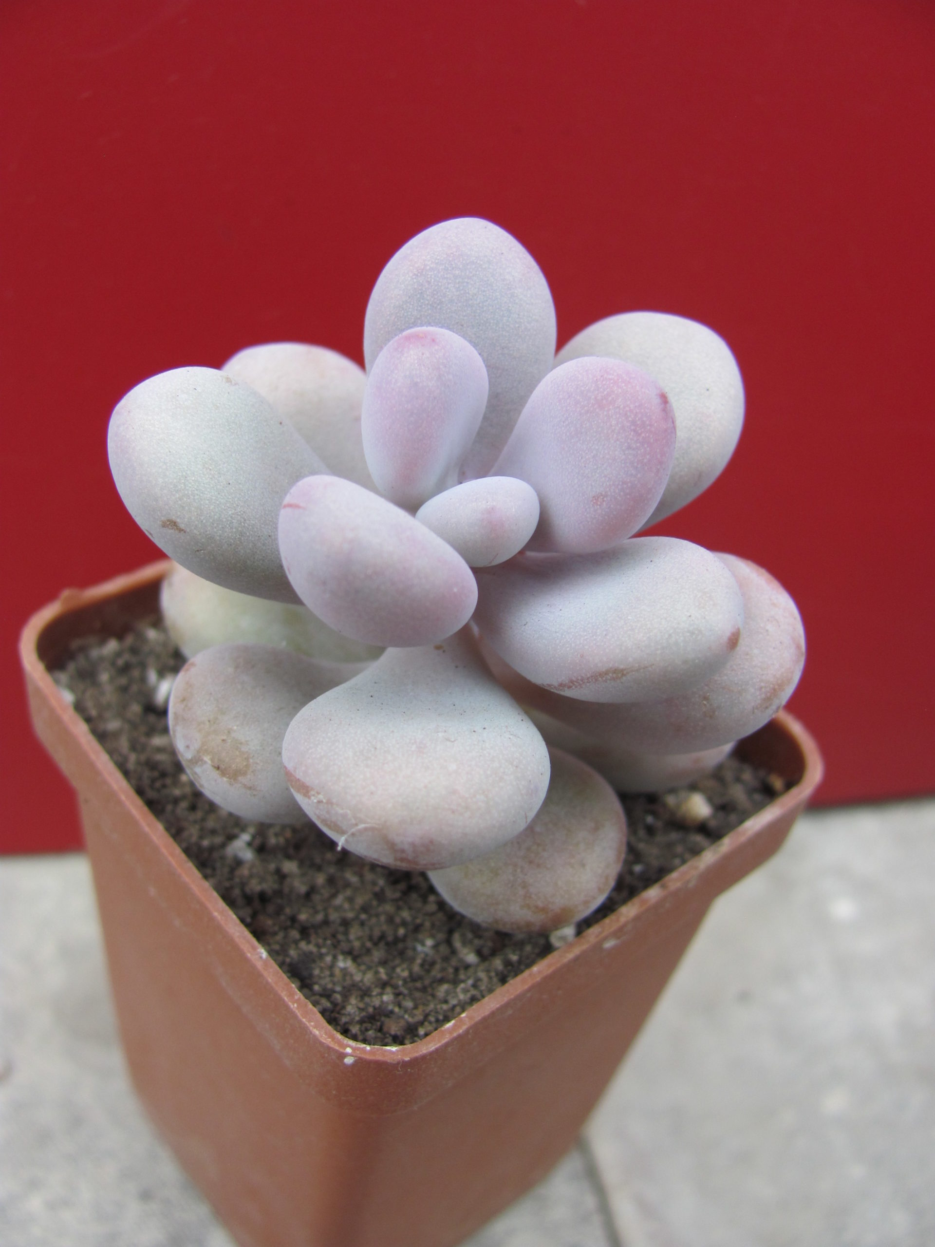 Pachyphytum Pink