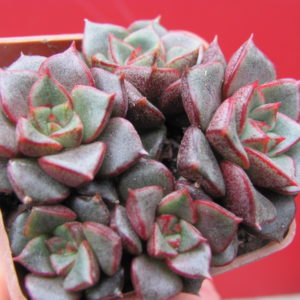 Echeveria    purpusorum    Red      5 разом