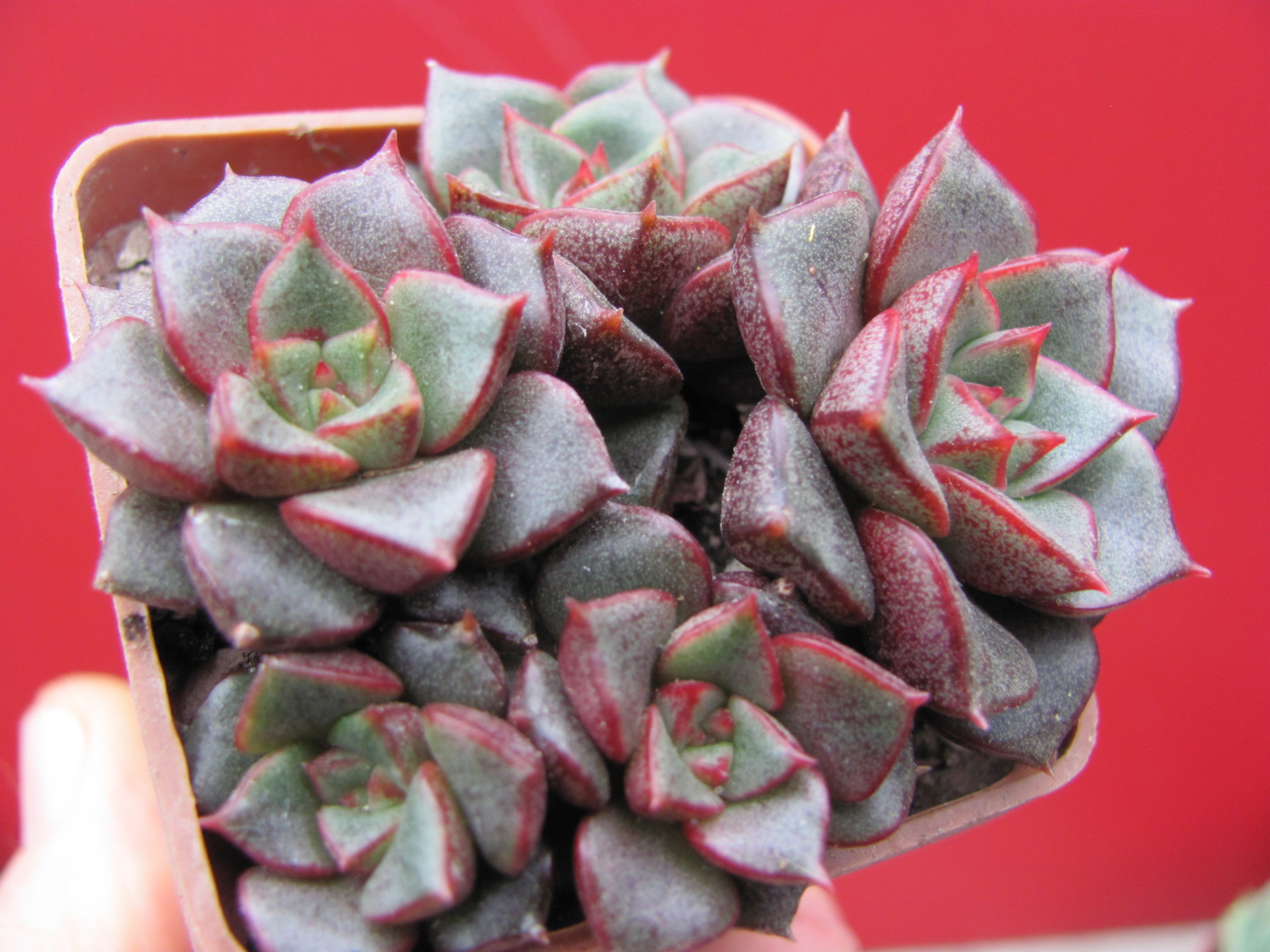 Echeveria purpusorum Red 5 разом