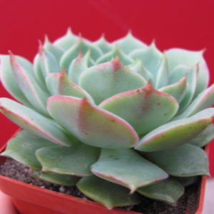 Echeveria     Ramillette