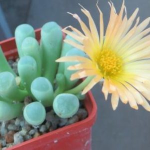 fenestraria rhopalophylla subsp. aurantiaca