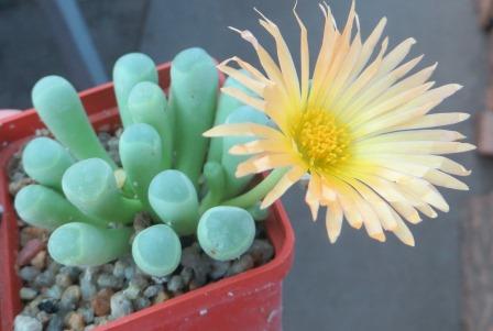 fenestraria rhopalophylla subsp. aurantiaca