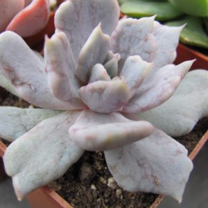Echeveria     *Vampire   Appaloosa*