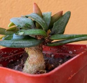 euphorbia francoisii