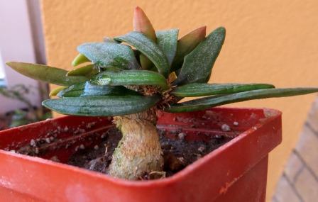 euphorbia francoisii