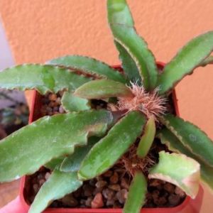 euphorbia francoisii