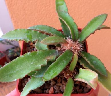 euphorbia francoisii