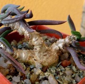 euphorbia cylindrifolia v. tuberifera