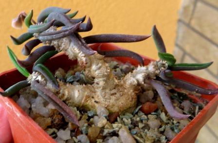 euphorbia cylindrifolia v. tuberifera