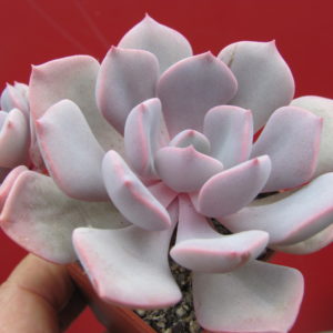 Echeveria      Debbie