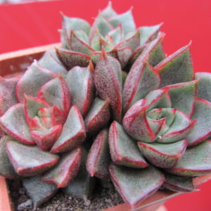 Echeveria     purpusorum    hybr.