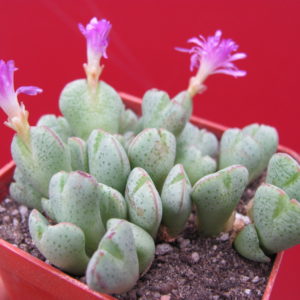 Conophytum    taylorianum   ernianum