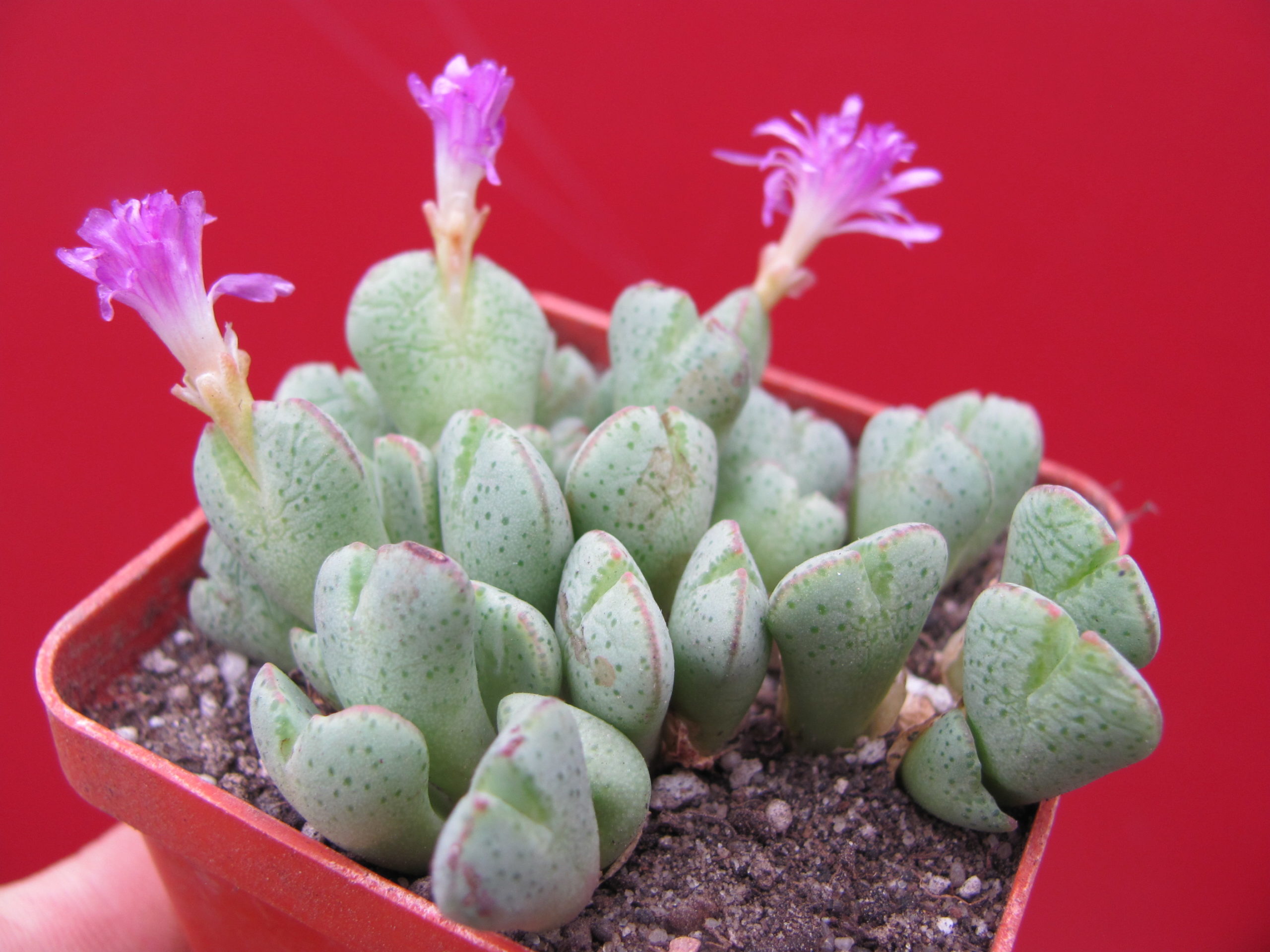 Conophytum    taylorianum   ernianum