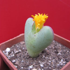 Conophytum   muscosipapellatum