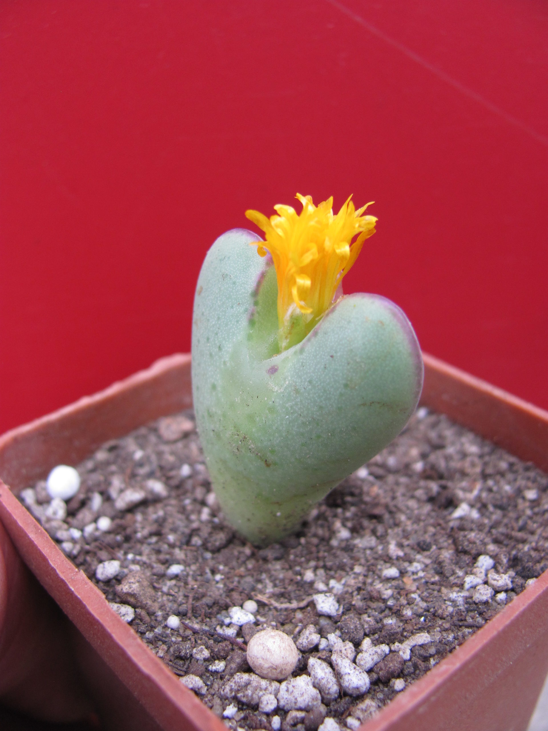 Conophytum muscosipapellatum