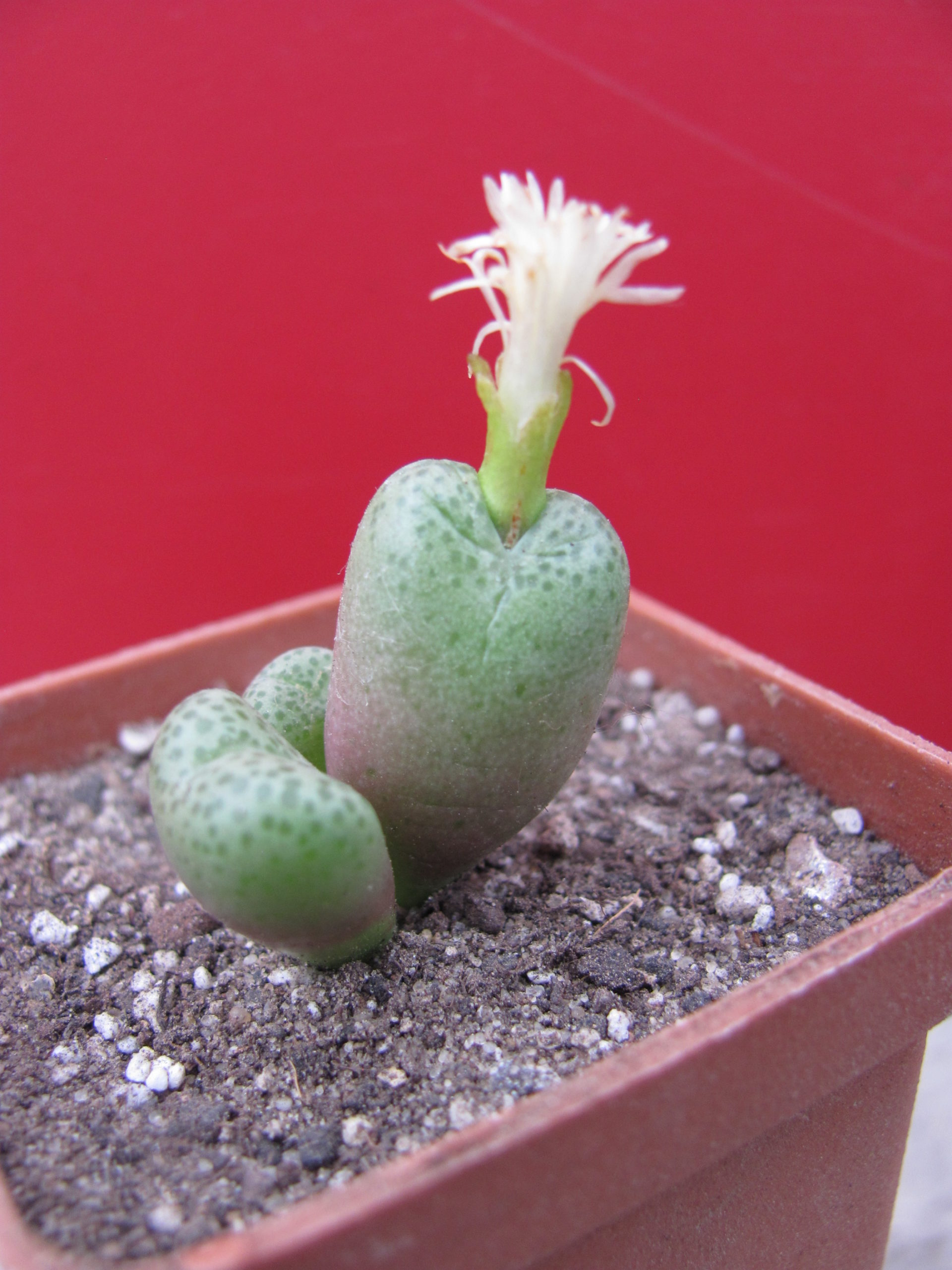 Conophytum     peersii
