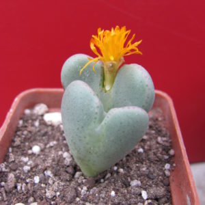 Conophytum     ...