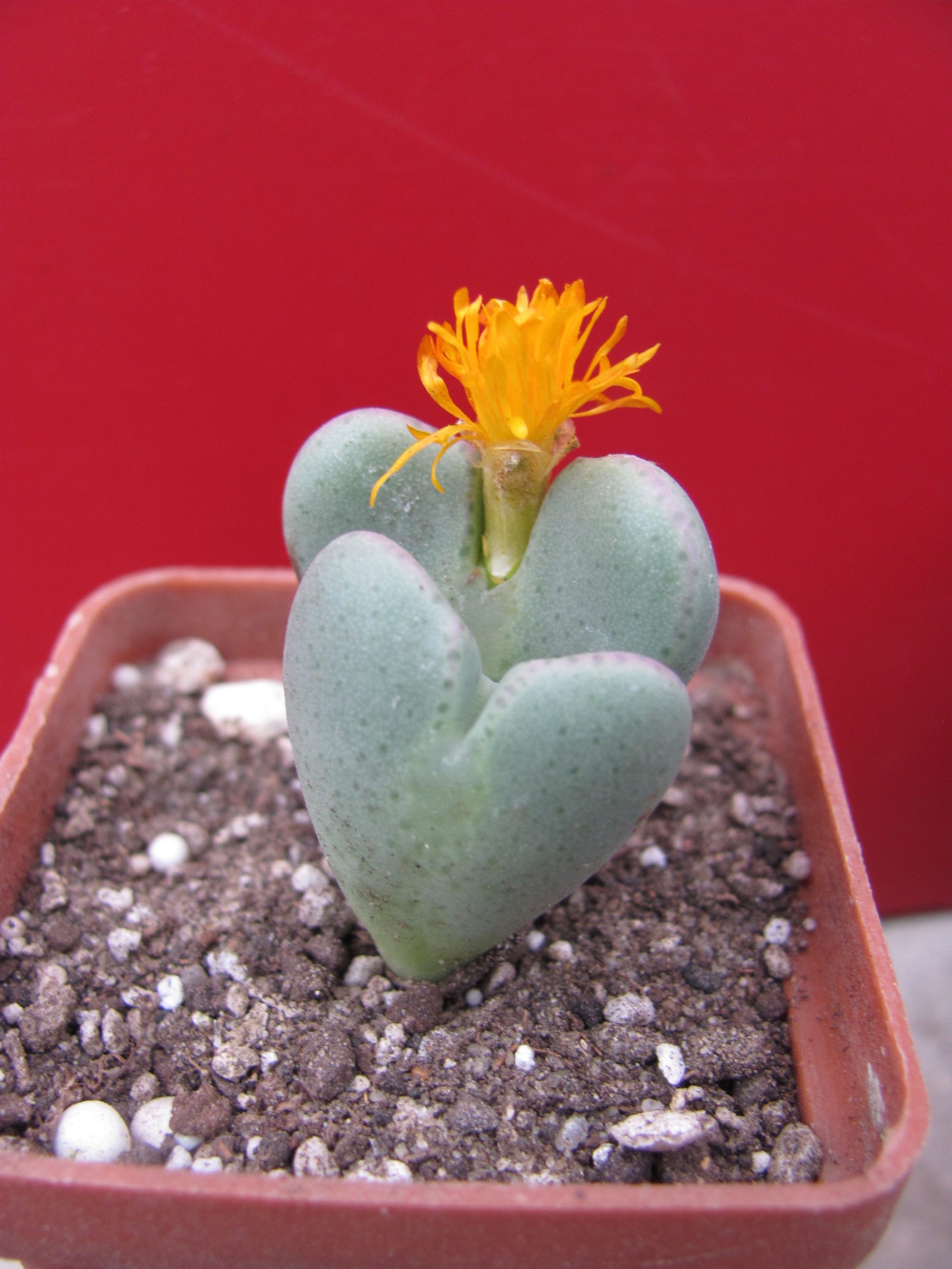 Conophytum     ...