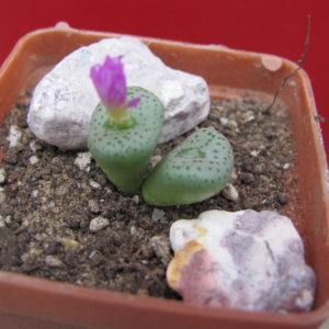 Conophytum    gratum    Jacobsenianum